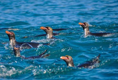 Close-up of duck swimming in lake