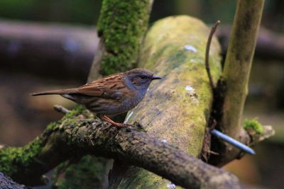 Close-up of bird perching on branch