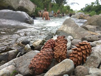 Close-up of stones on rock at beach