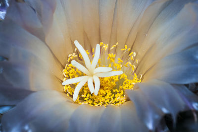 Close-up of flower against sky