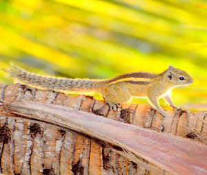 Close-up of squirrel on wood