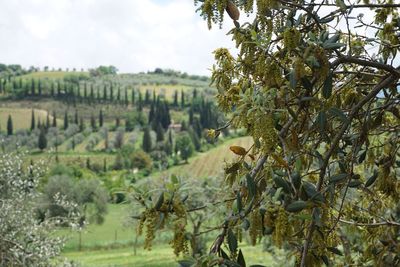 Scenic view of agricultural field against sky