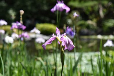 Close-up of pink flowering plant on field