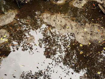 Reflection of trees in puddle