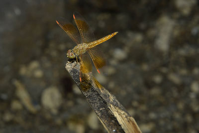 Close-up of dragonfly on flower