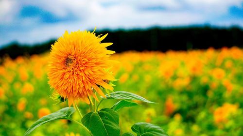 Close-up of sunflower