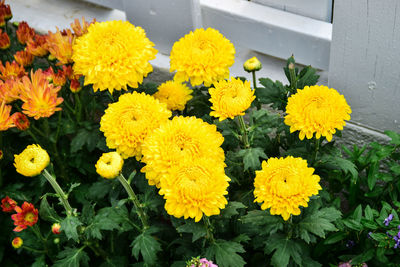 High angle view of yellow flowers blooming outdoors