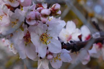 Close-up of fresh white flowers