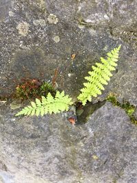 High angle view of yellow flowering plant on rock