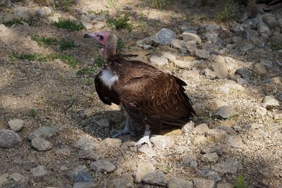 High angle view of bird on rock