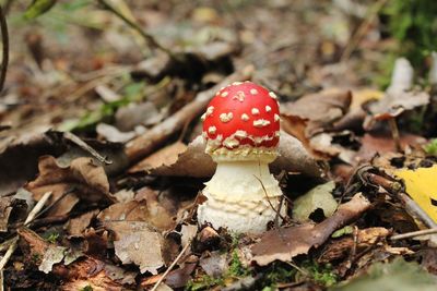 Close-up of fly agaric mushroom on field