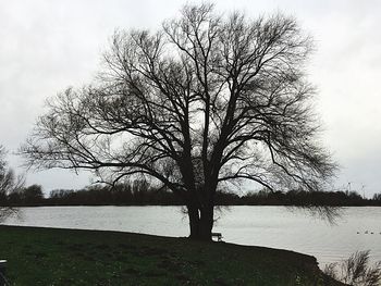 Bare tree by river against sky