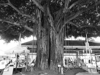 View of trees in city against sky