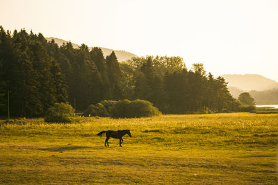 Horse on field