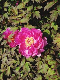 Close-up of pink flowers blooming outdoors