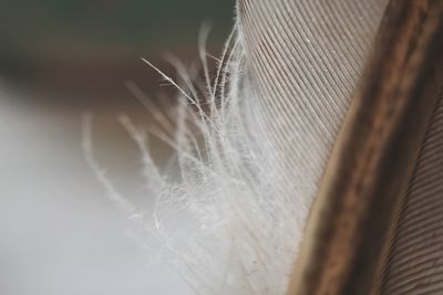 Close-up of feather