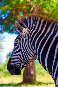 Close-up of a zebra