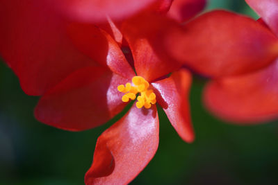 Close-up of pink flower