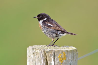 Close-up of bird perching on wooden post