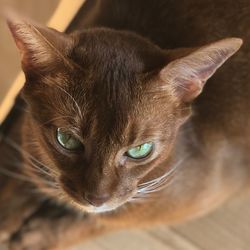 Close-up portrait of a cat