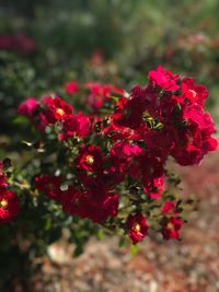 Close-up of red bougainvillea blooming outdoors