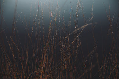 Full frame shot of gold colored grass against dark background