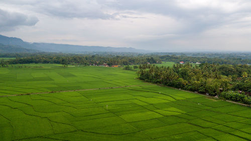 Great view of tje large rice paddy fields in nanggulan, kulonprogo  yogyakarta, indonesia