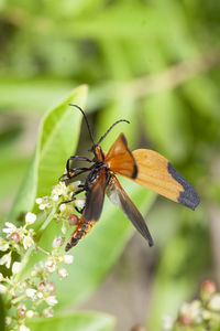 Close-up of butterfly pollinating on flower