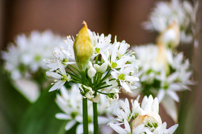 Close-up of white flowering plant