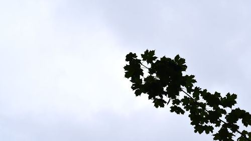 Low angle view of silhouette trees against sky