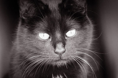 Close-up portrait of cat