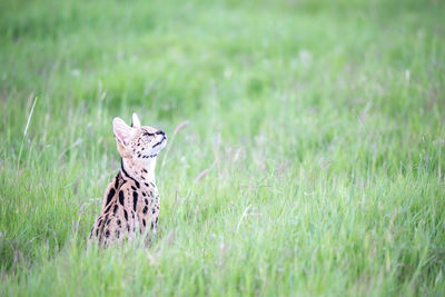 Cat looking away on field