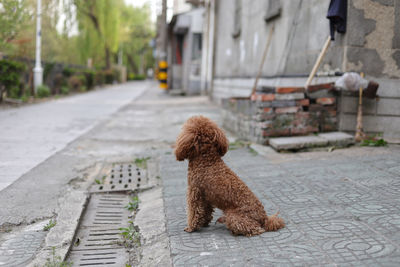 Dog sitting on footpath