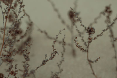 Close-up of flowering plant on field