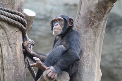 Monkey sitting on tree trunk