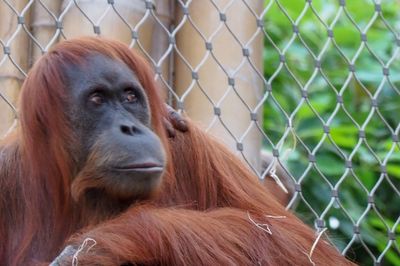 Close-up of monkey on fence at zoo