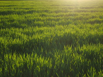 Crops growing on field