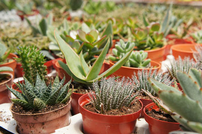 Close-up of potted plants