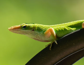 Close-up of lizard