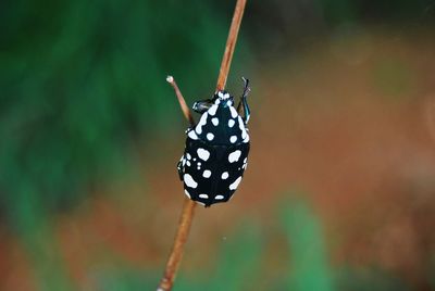 Close-up of bug on plant