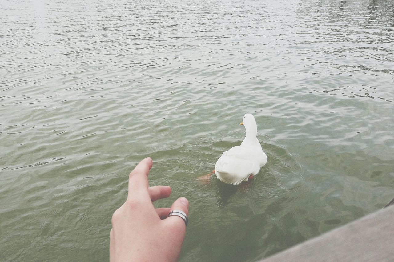 human body part, bird, one person, animal themes, human hand, one woman only, beach, only women, day, sand, water, one animal, adults only, animals in the wild, animal wildlife, outdoors, people, adult, nature, low section