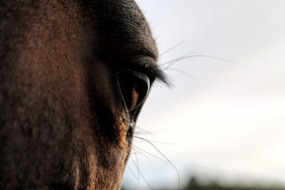 Horses eye and eyelashes