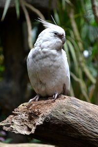 Close-up of bird perching outdoors