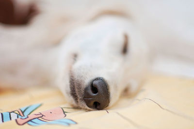 Close-up of a dog resting on bed