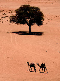 Shadow of a horse on sand