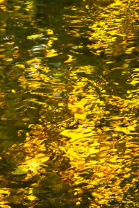 Full frame shot of yellow flowering plants in lake
