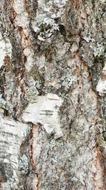 Full frame shot of tree trunk