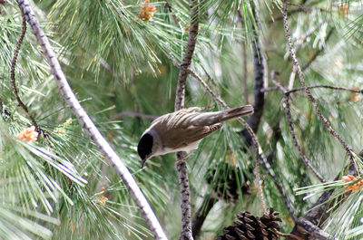 Bird perching on a tree