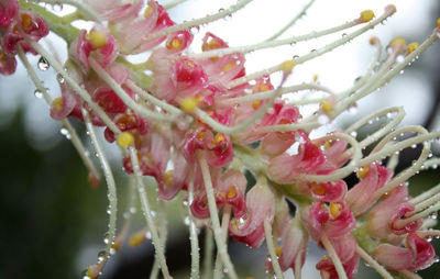 Close-up of wet pink flowers