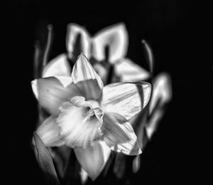 Close-up of flowering plant against black background